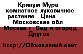 Кринум Мура - комнатное луковичное растение › Цена ­ 350 - Московская обл., Москва г. Сад и огород » Другое   